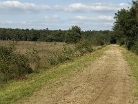 NL, Noord-Brabant, Bladel, Neterselsche Heide 8, Saxifraga-Jan van der Straaten